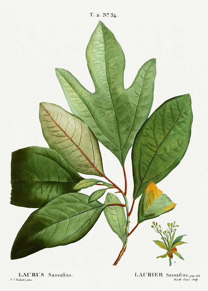 Traite Arbres 1819 HQ Orig