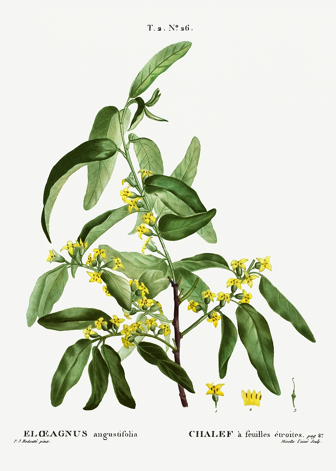 Traite Arbres 1819 HQ Orig