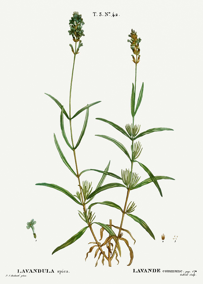 Traite Arbres 1819 HQ Orig