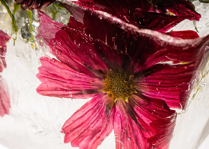 Red aster in ice 1