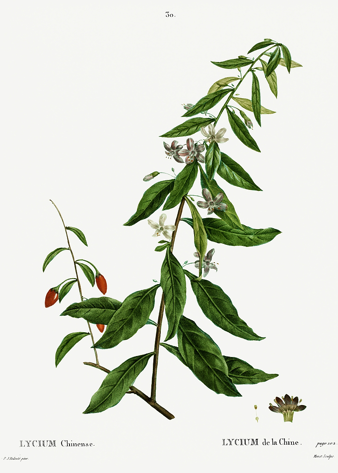 Traite Arbres 1819 HQ Orig