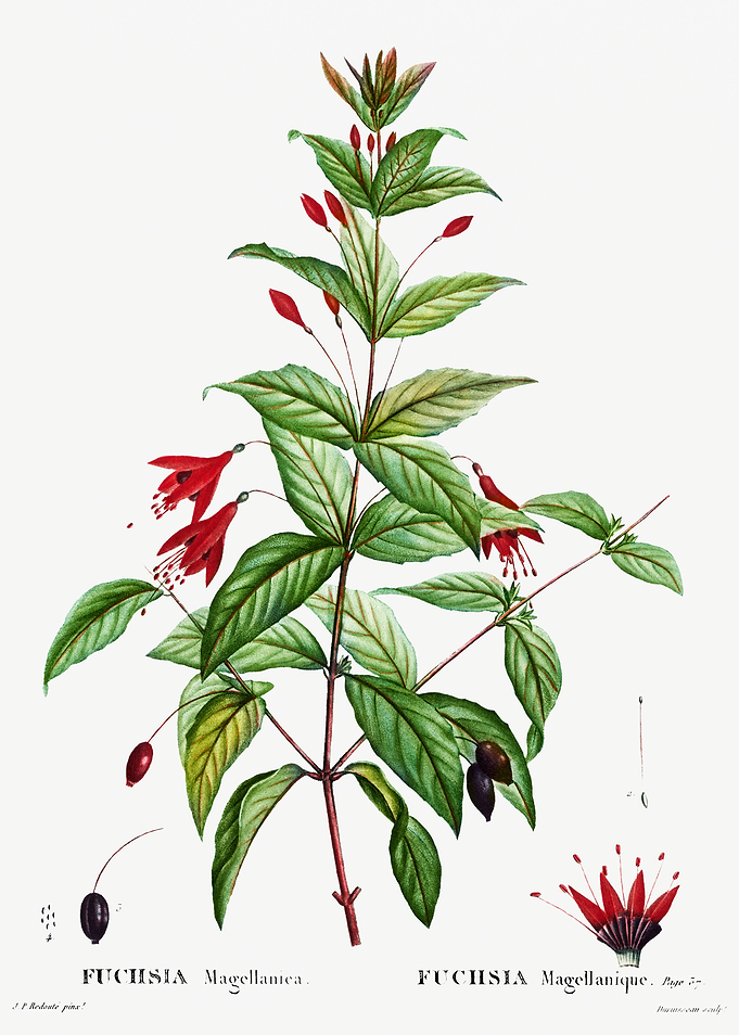 Traite Arbres 1819 HQ Orig