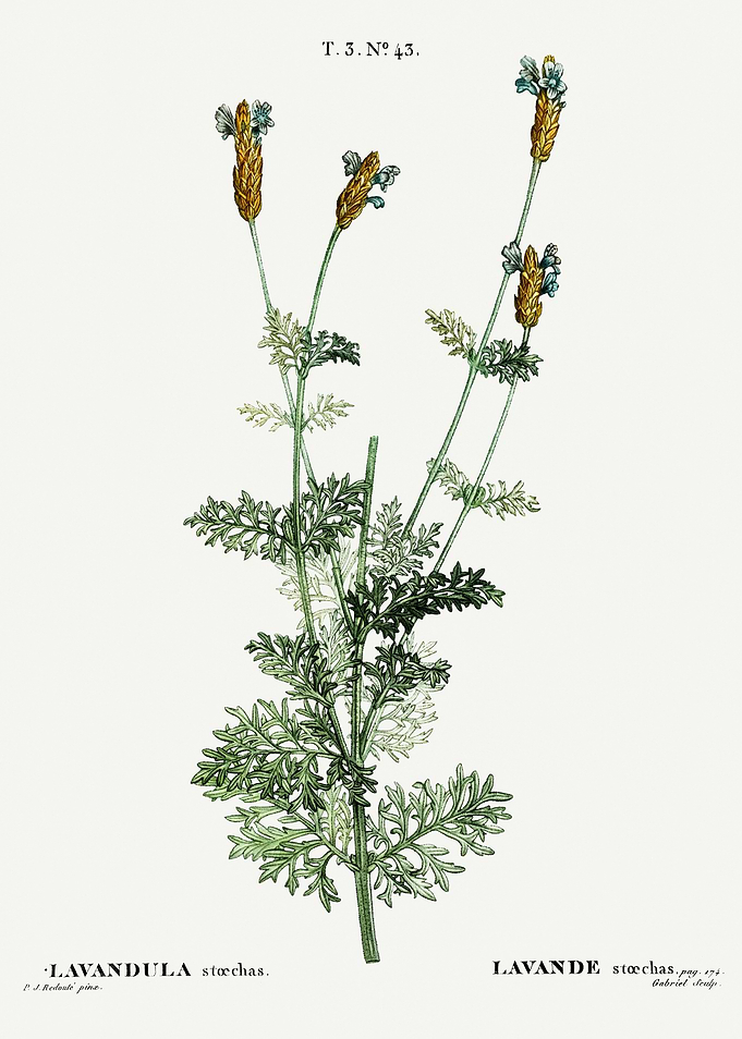 Traite Arbres 1819 HQ Orig