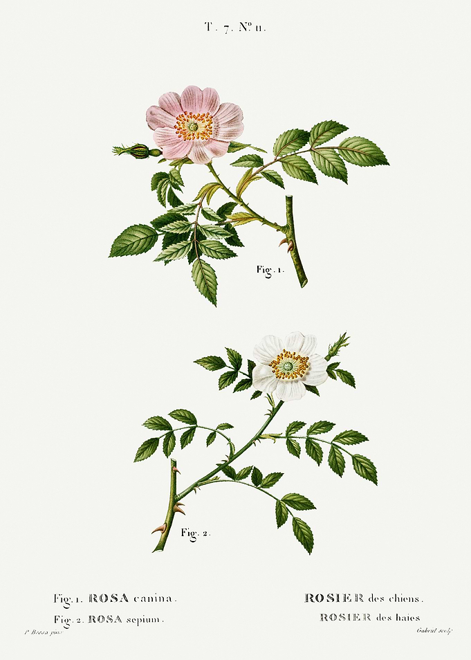 Traite Arbres 1819 HQ Orig