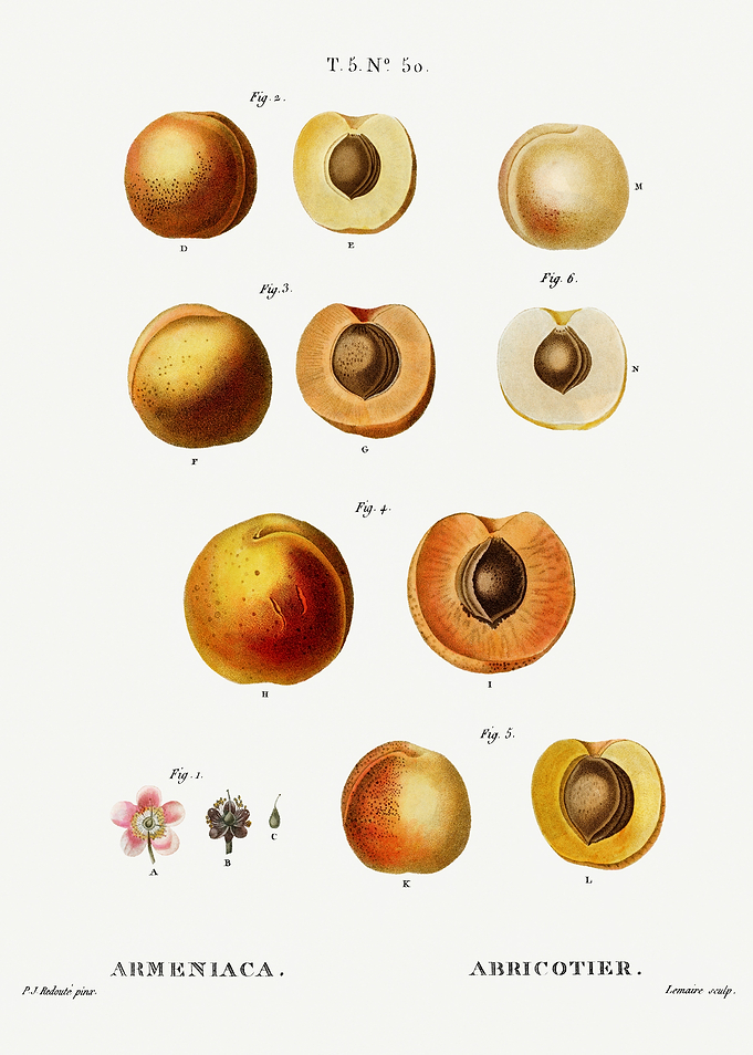 Traite Arbres 1819 HQ Orig