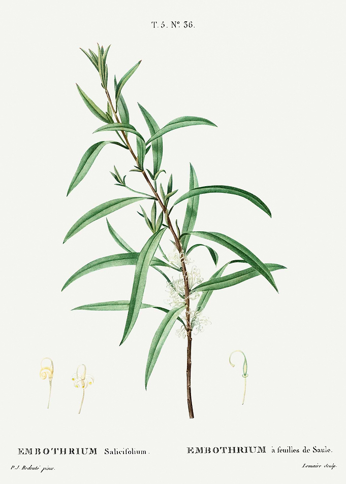 Traite Arbres 1819 HQ Orig