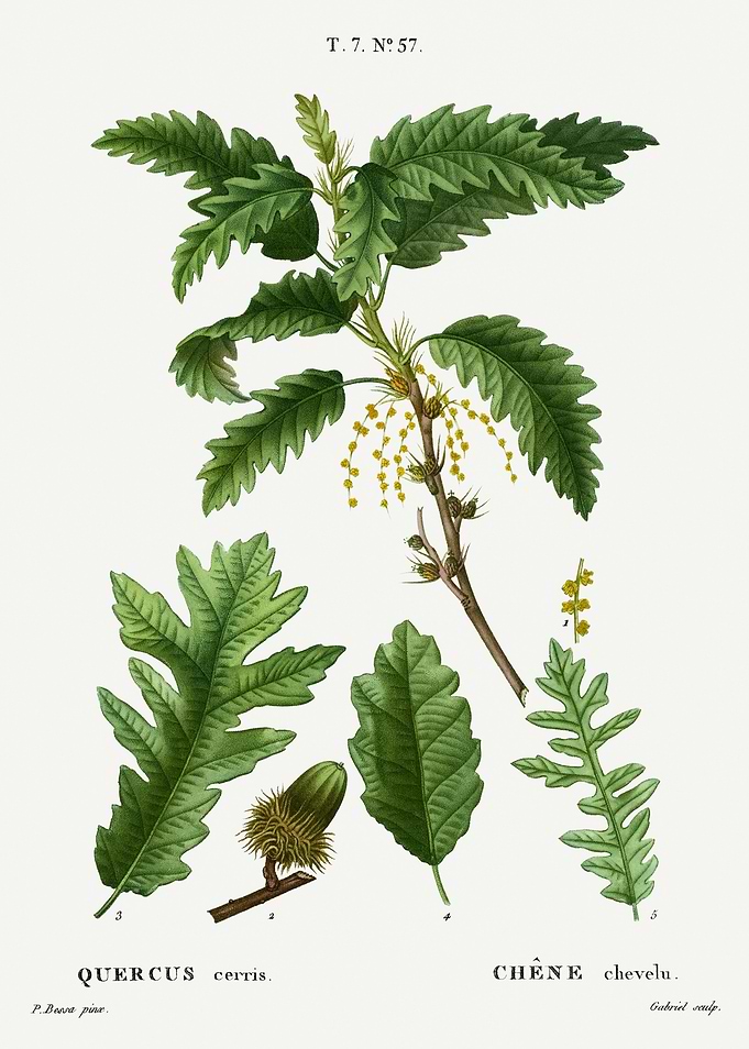 Traite Arbres 1819 HQ Orig