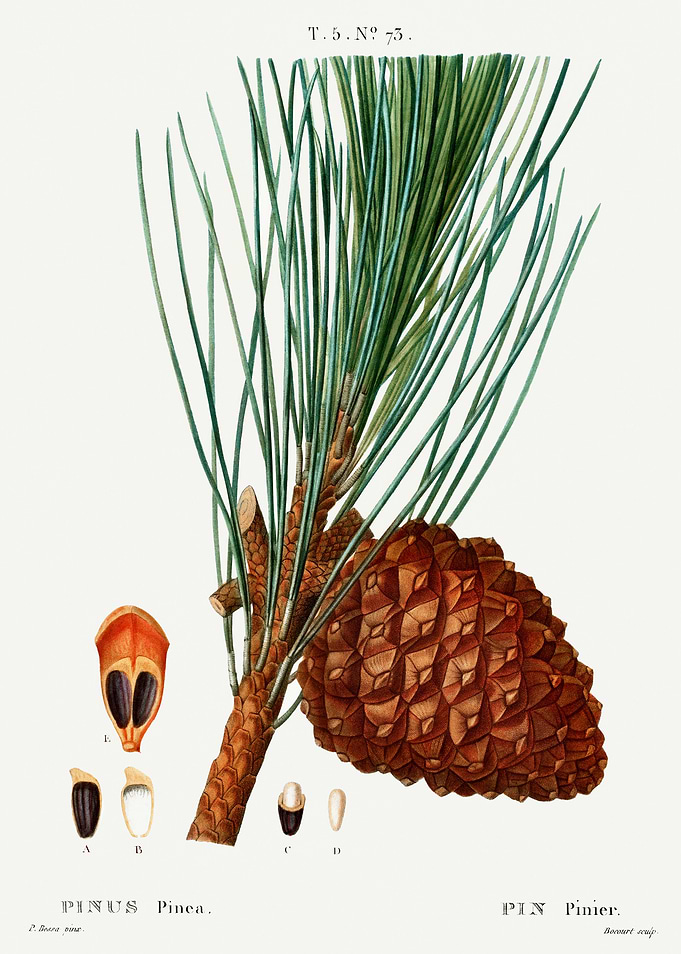Traite Arbres 1819 HQ Orig