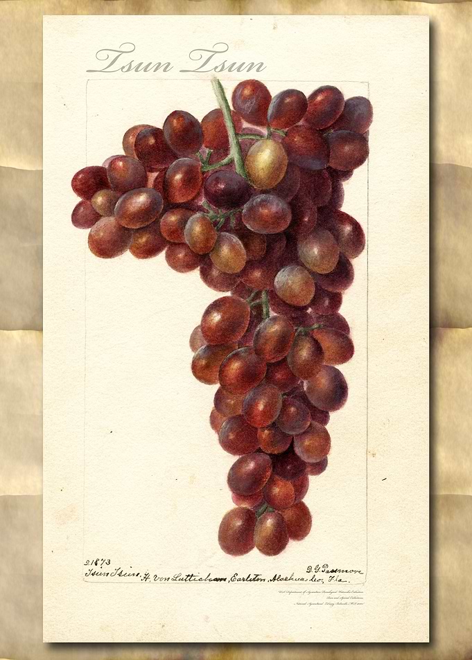 Vintage grapes watercolor