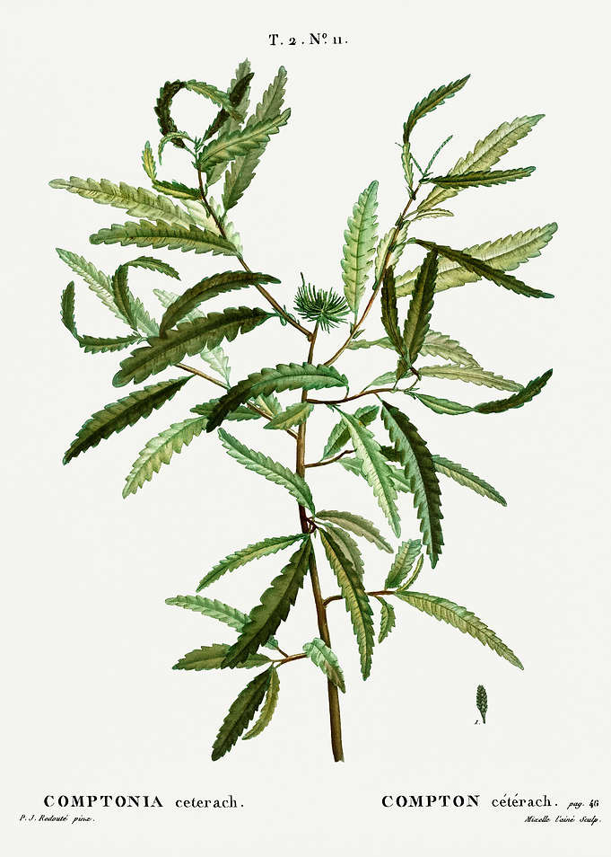 Traite Arbres 1819 HQ Orig