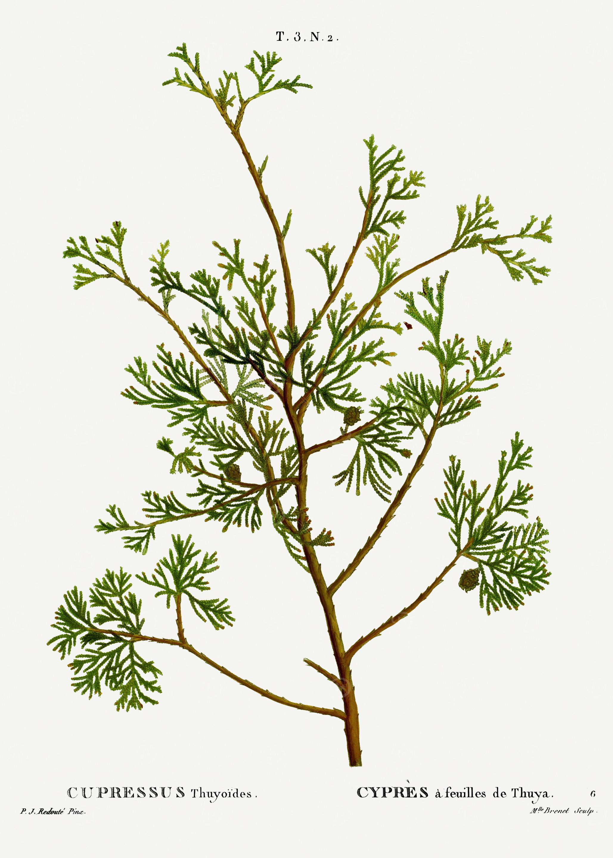Traite Arbres 1819 HQ Orig