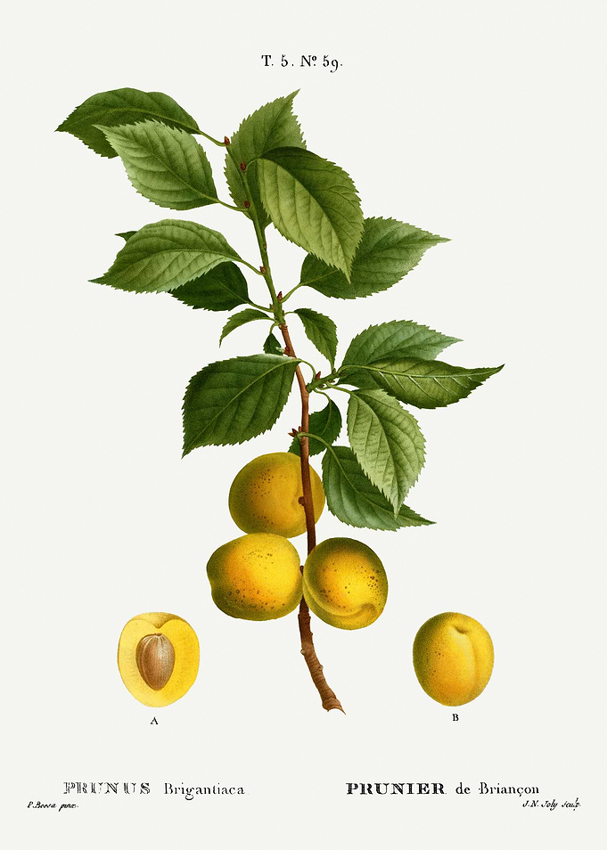 Traite Arbres 1819 HQ Orig
