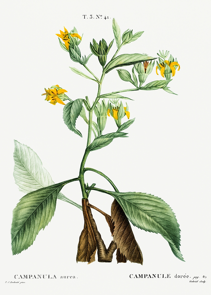 Traite Arbres 1819 HQ Orig