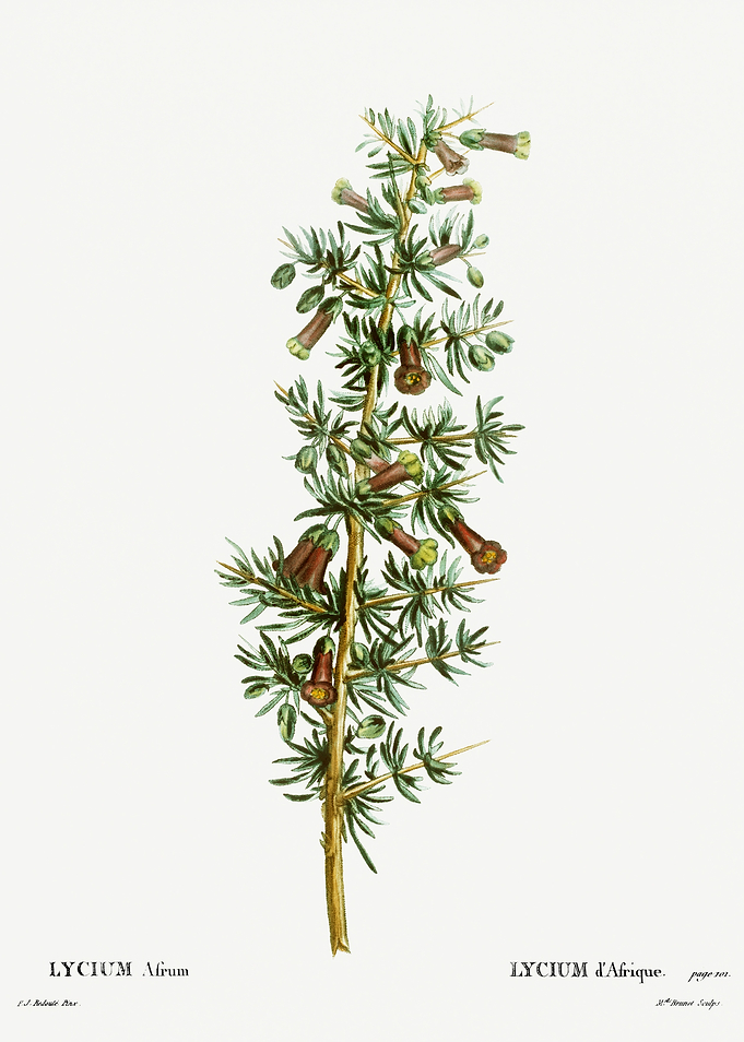Traite Arbres 1819 HQ Orig