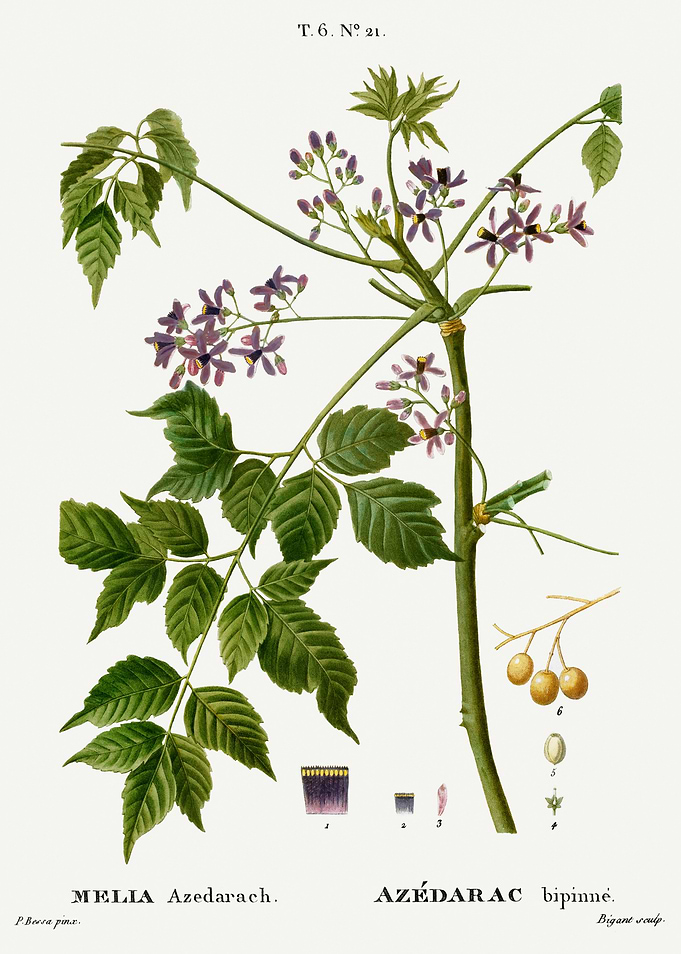 Traite Arbres 1819 HQ Orig