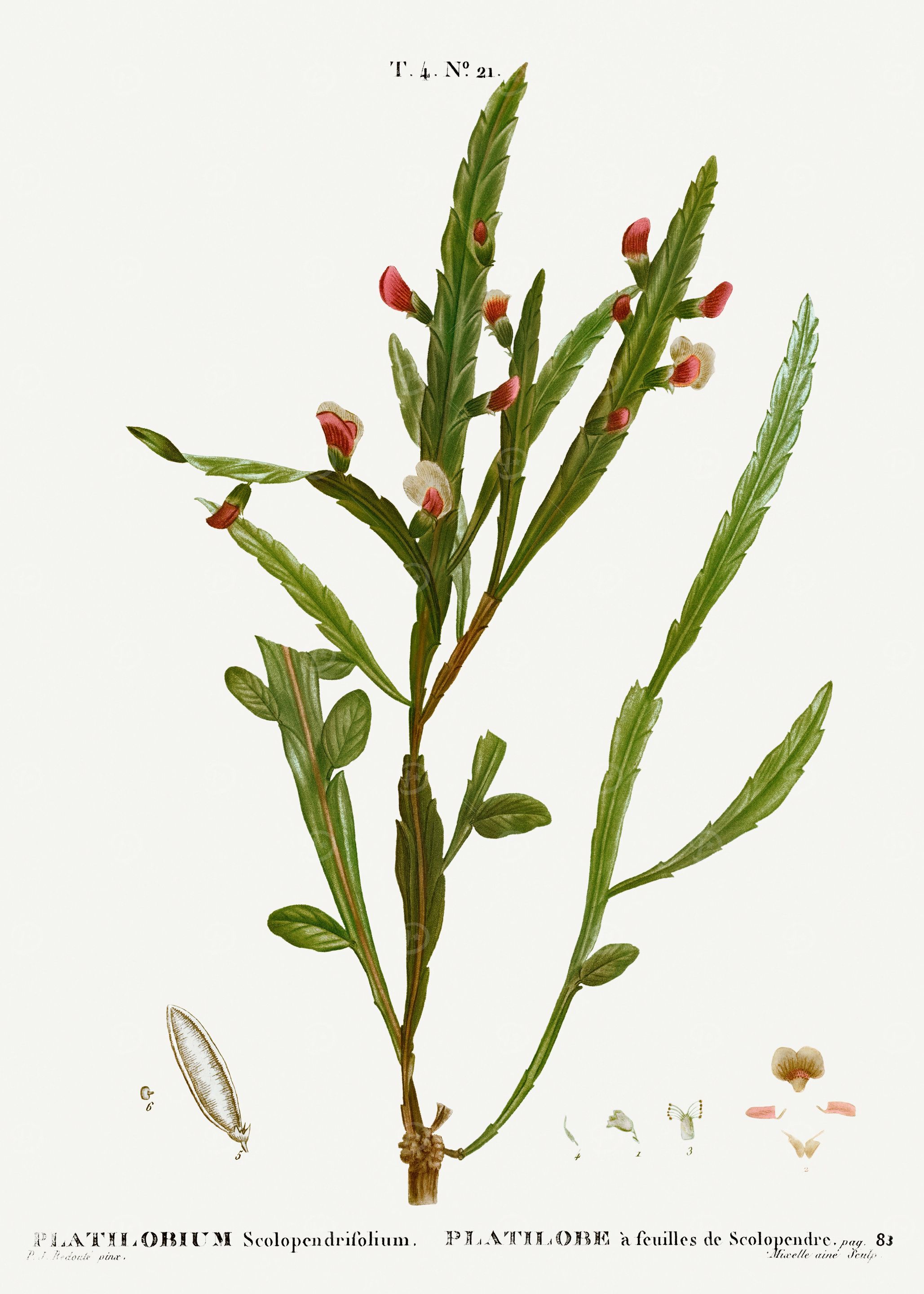 Traite Arbres 1819 HQ Orig