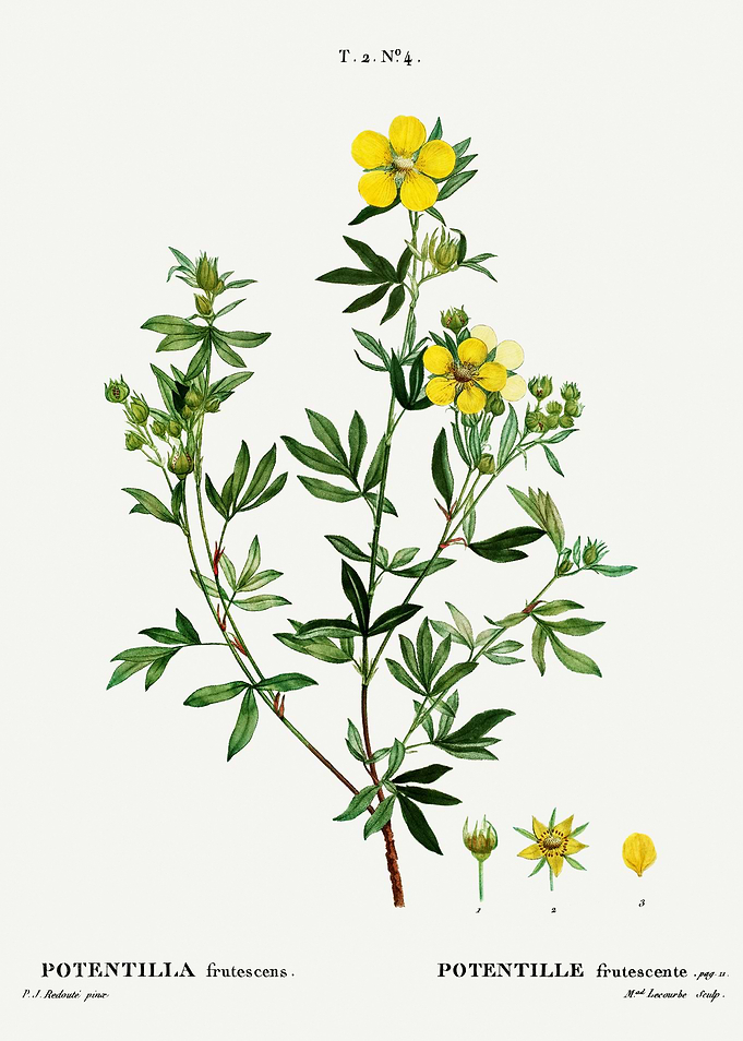 Traite Arbres 1819 HQ Orig