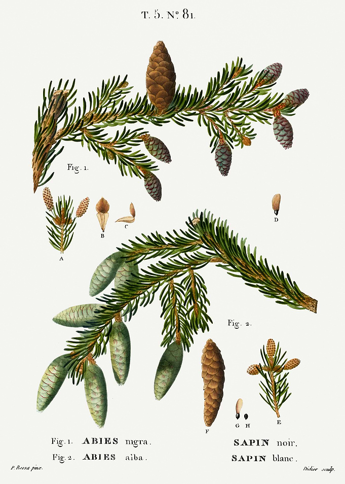 Traite Arbres 1819 HQ Orig