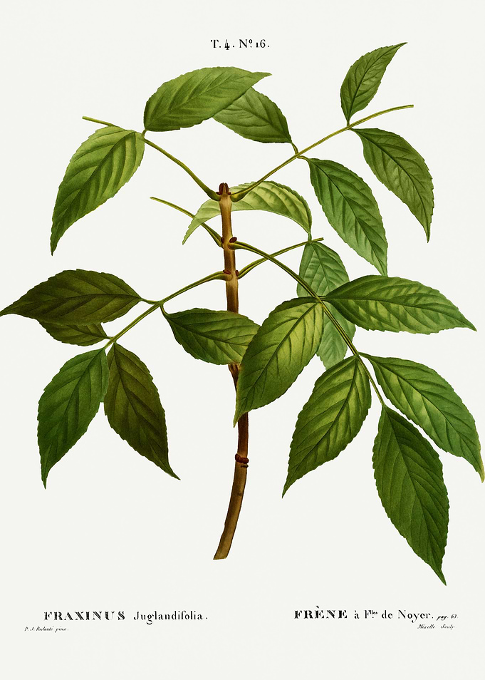 Traite Arbres 1819 HQ Orig