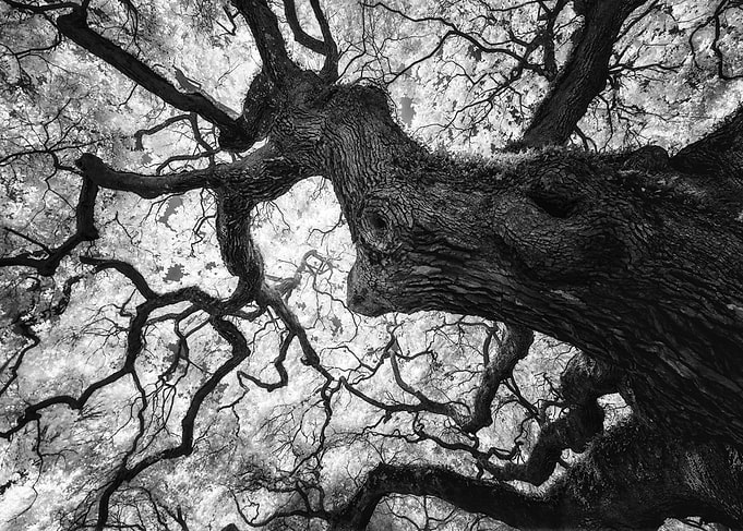 The Live Oak