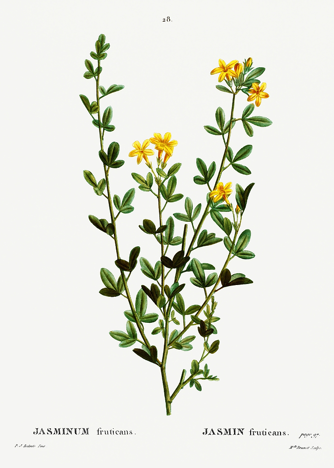 Traite Arbres 1819 HQ Orig