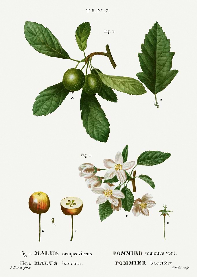 Traite Arbres 1819 HQ Orig