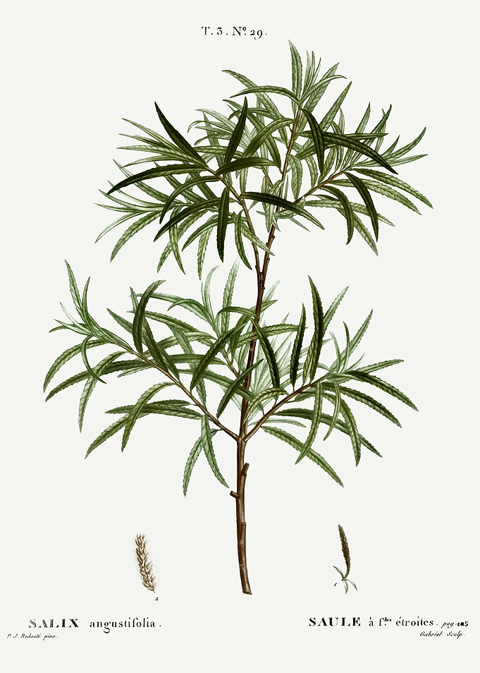 Traite Arbres 1819 HQ Orig