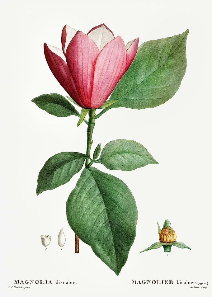 Traite Arbres 1819 HQ Orig
