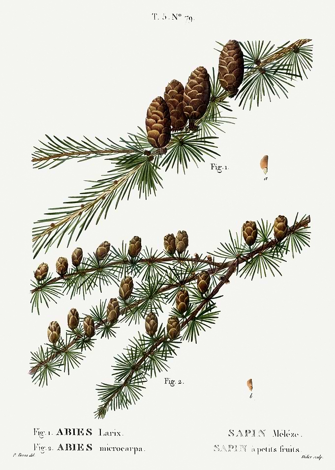 Traite Arbres 1819 HQ Orig