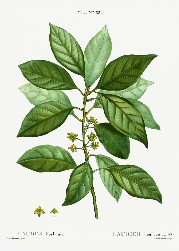 Traite Arbres 1819 HQ Orig