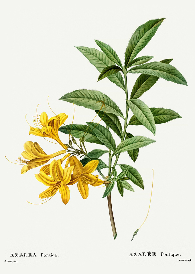 Traite Arbres 1819 HQ Orig