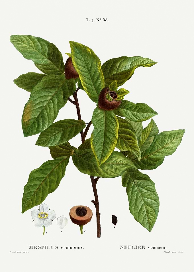 Traite Arbres 1819 HQ Orig
