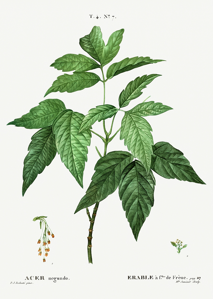 Traite Arbres 1819 HQ Orig