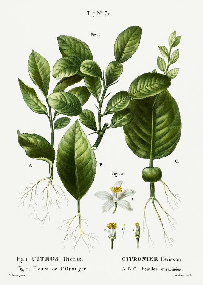 Traite Arbres 1819 HQ Orig