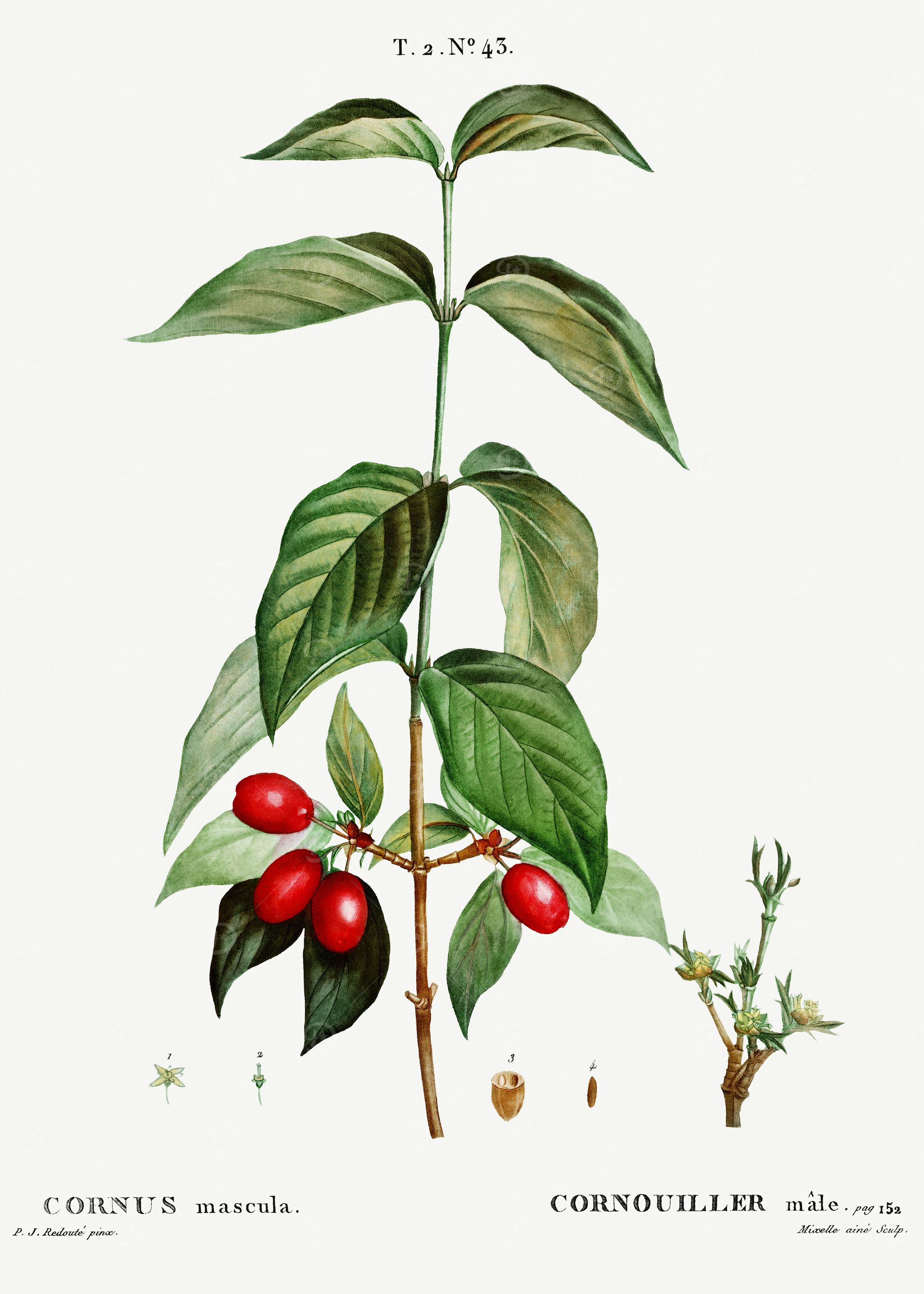 Traite Arbres 1819 HQ Orig
