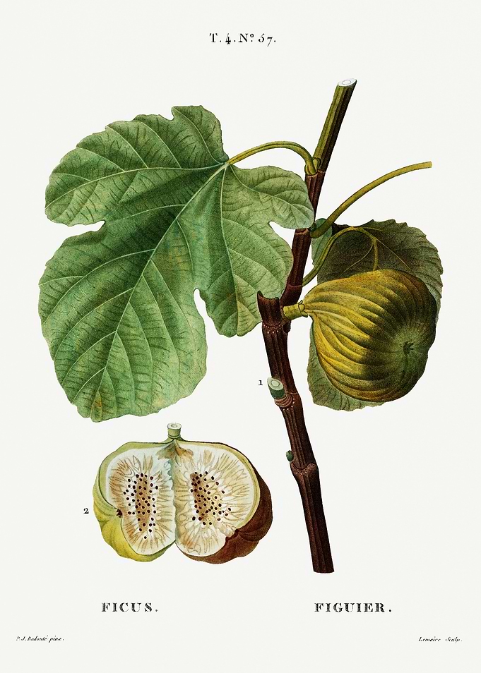Traite Arbres 1819 HQ Orig