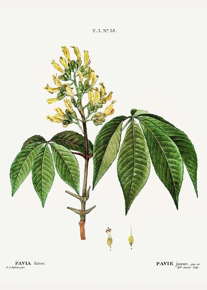 Traite Arbres 1819 HQ Orig