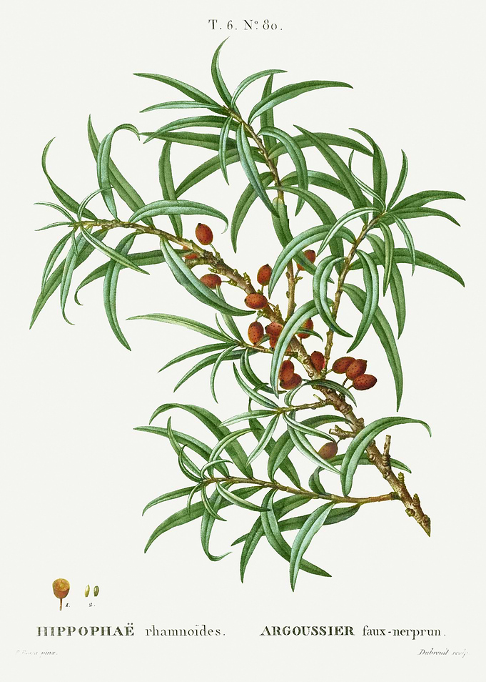 Traite Arbres 1819 HQ Orig