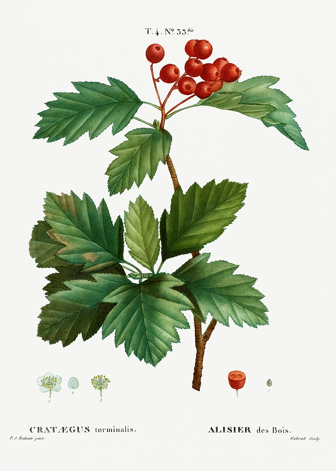 Traite Arbres 1819 HQ Orig
