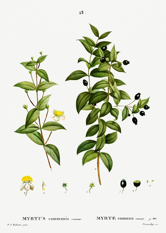 Traite Arbres 1819 HQ Orig
