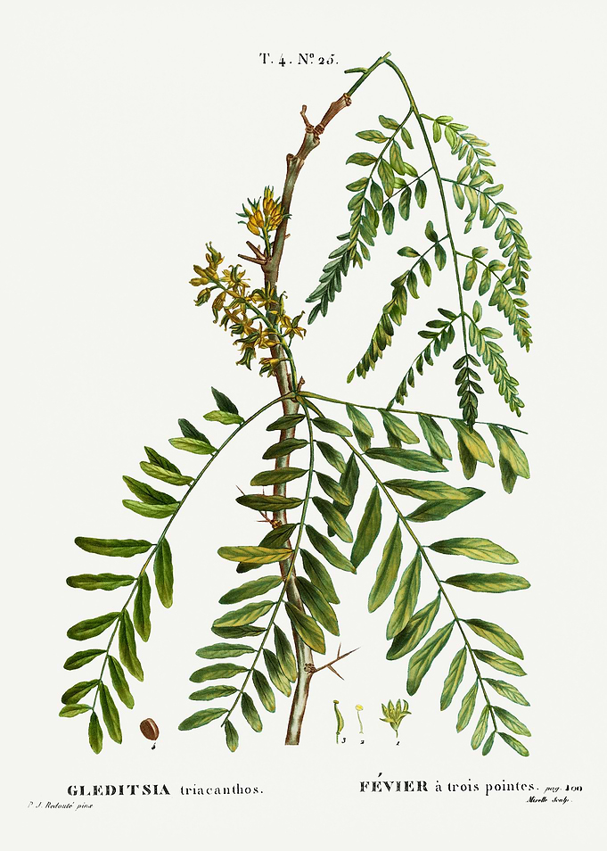 Traite Arbres 1819 HQ Orig