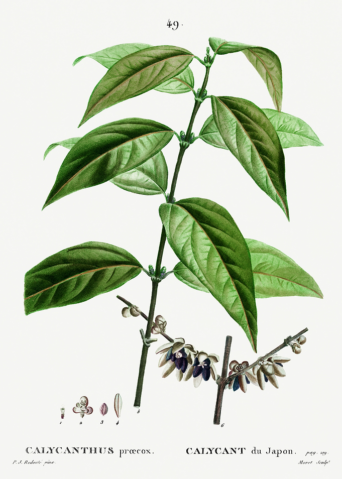 Traite Arbres 1819 HQ Orig