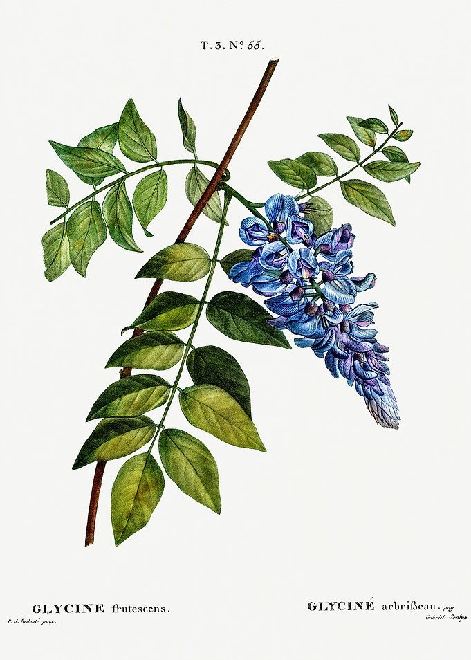 Traite Arbres 1819 HQ Orig