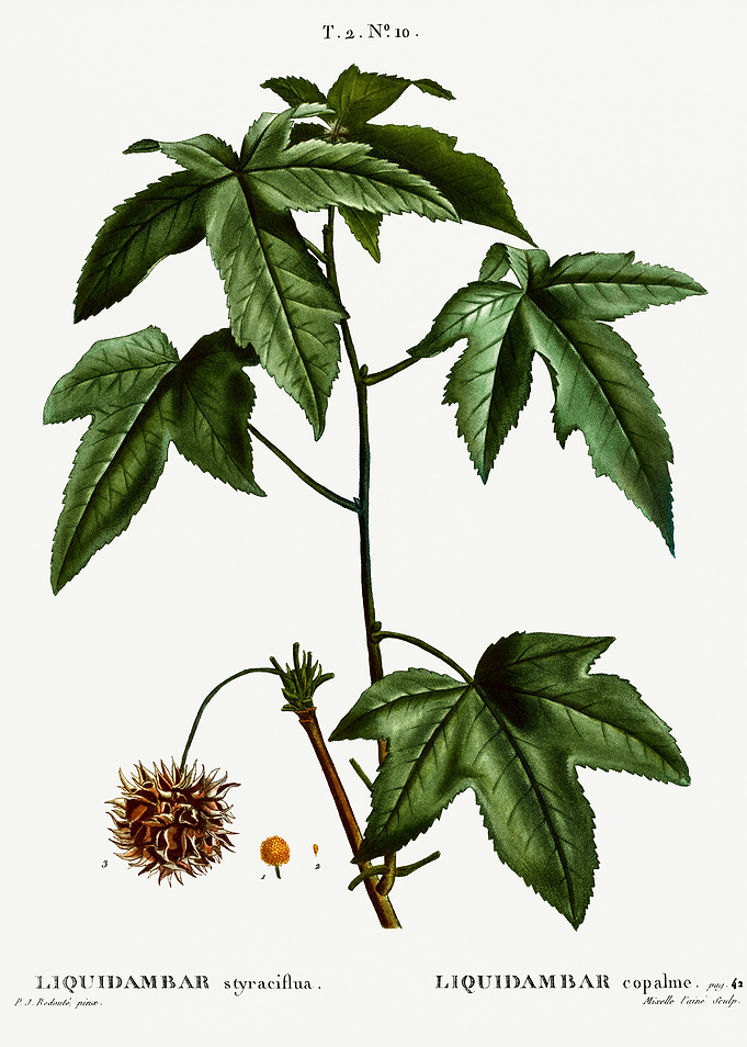 Traite Arbres 1819 HQ Orig