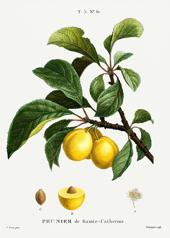 Traite Arbres 1819 HQ Orig