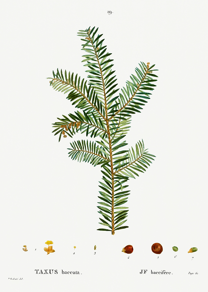 Traite Arbres 1819 HQ Orig