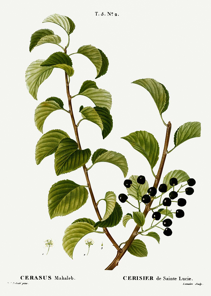 Traite Arbres 1819 HQ Orig