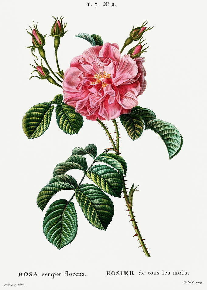 Traite Arbres 1819 HQ Orig