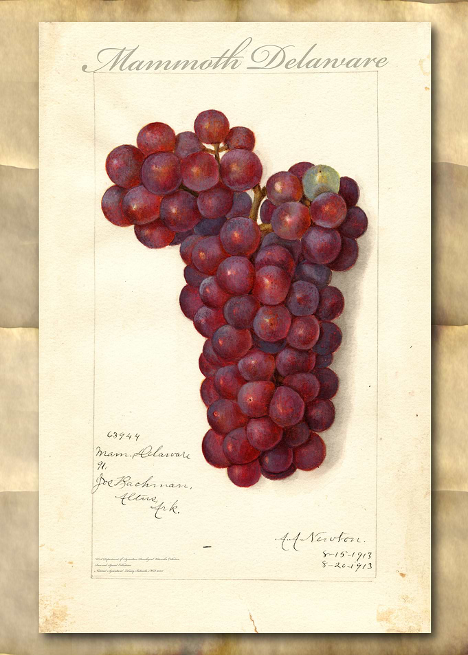 Vintage grapes watercolor