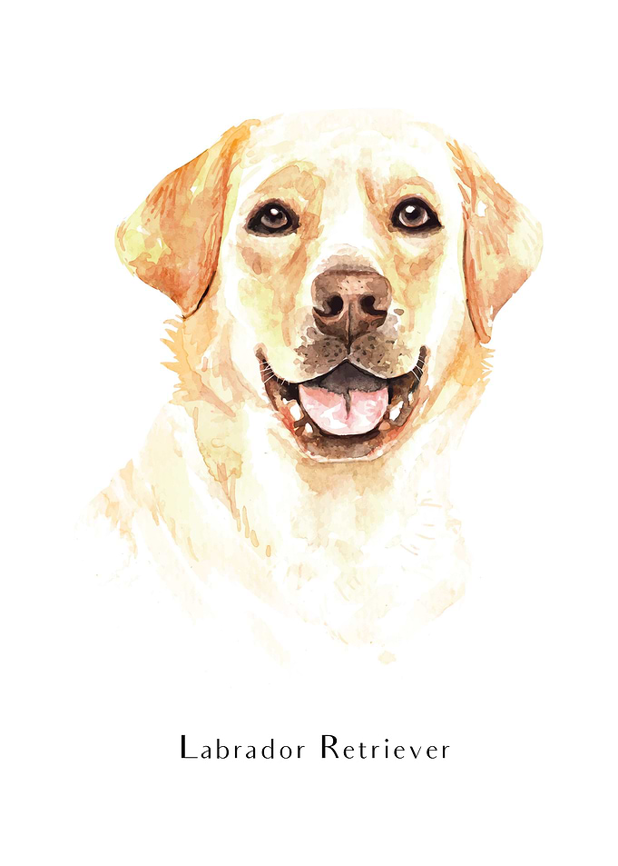 Labrador Retriever